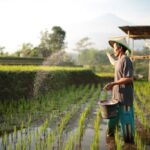 Pemerintah Perkuat Harga Gabah dan Pupuk Subsidi demi Kesejahteraan Petani