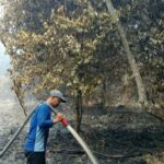 Inpres 11/2026 Langkah Pemerintah Perkuat Kolaborasi Nasional Hadapi Karhutla