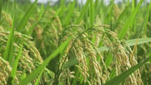 Subsidi Benih Padi Dorong Peningkatan Produktivitas Petani dan Ketahanan Pangan